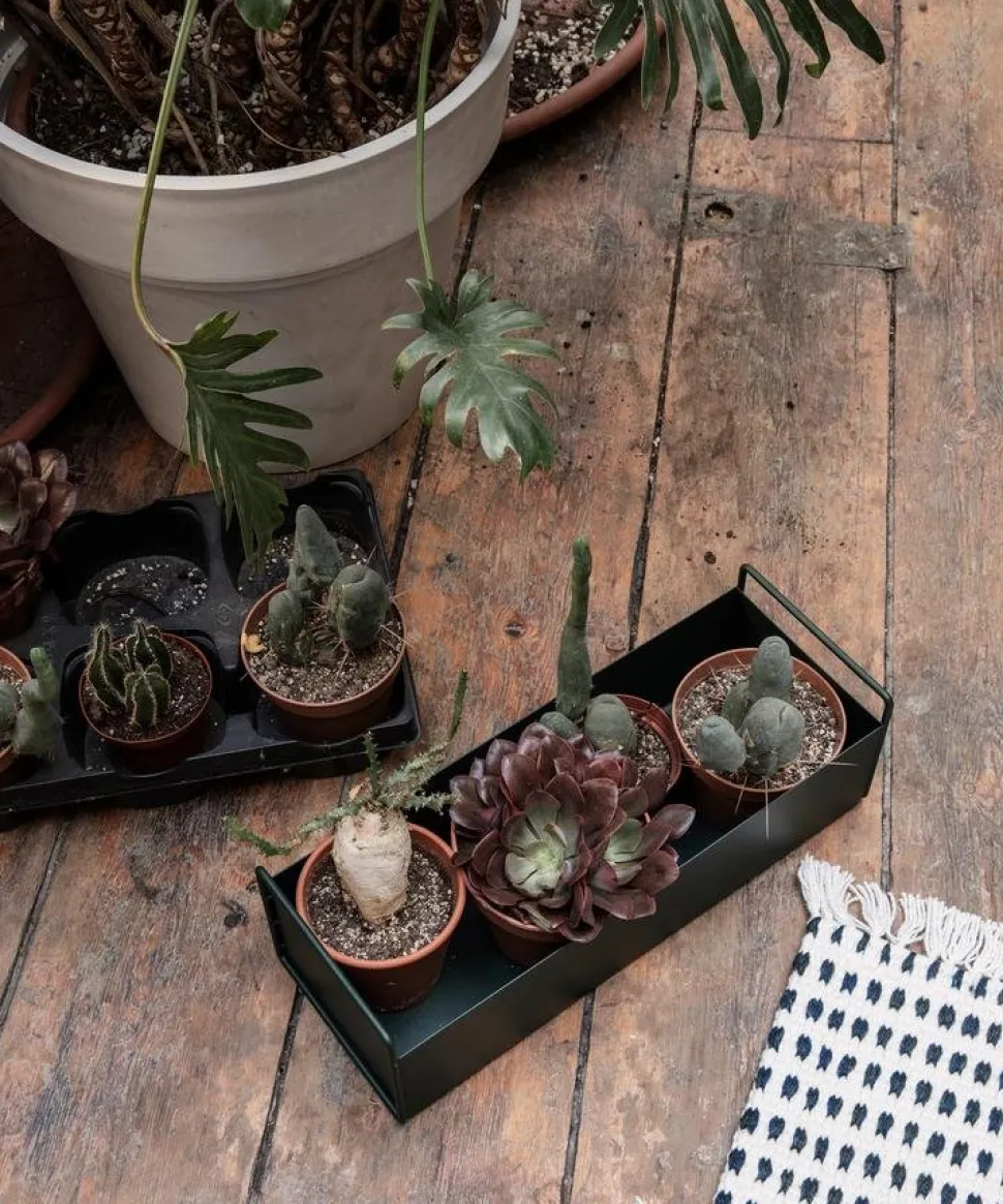 Plant Box Small