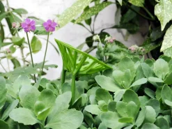 Vegetal Miniature (3er Set)